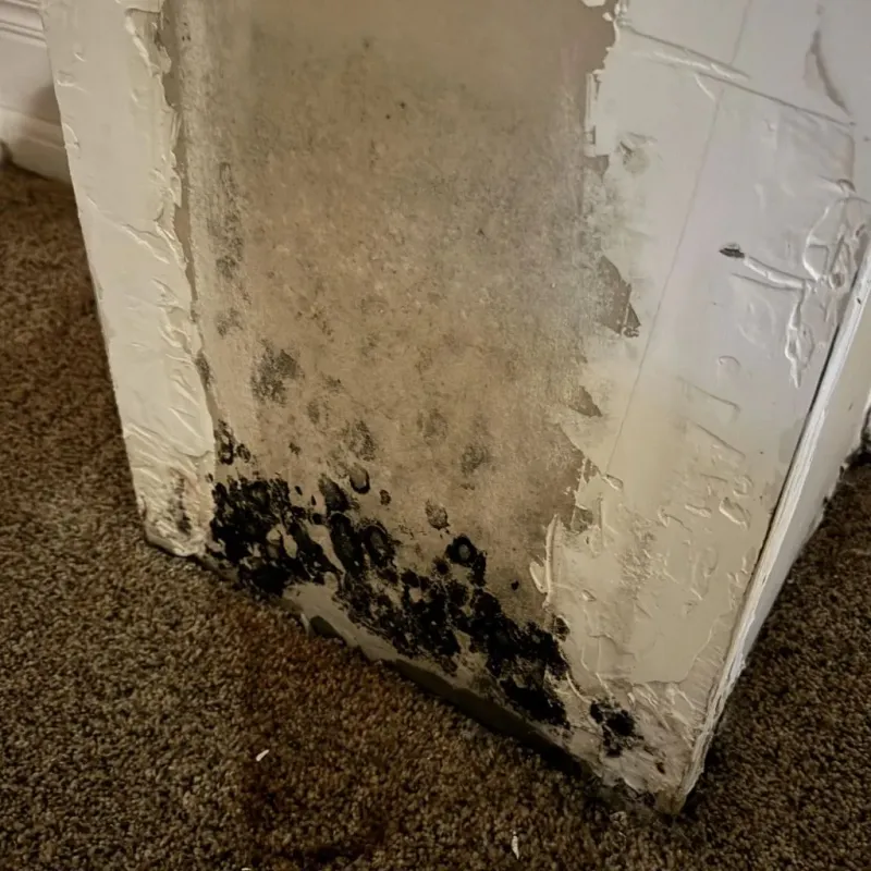 Professional Mold Removal in East Point, GA